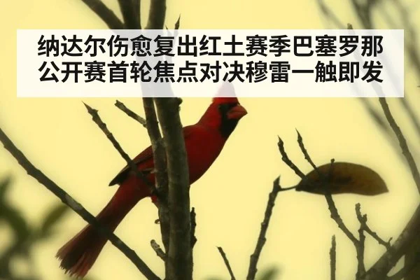 纳达尔伤愈复出红土赛季巴塞罗那公开赛首轮焦点对决穆雷一触即发